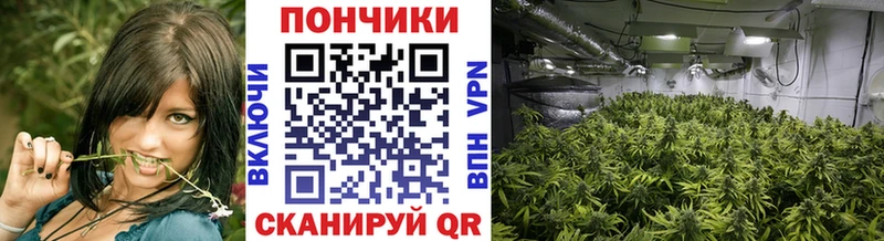 Бошки марихуана сатива Солнечногорск